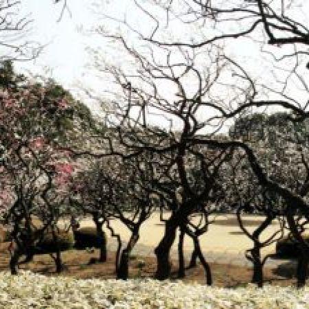 Japanese garden