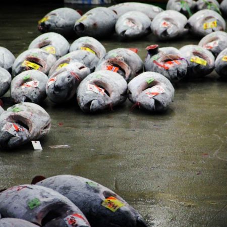  Tokyo Fishmarket